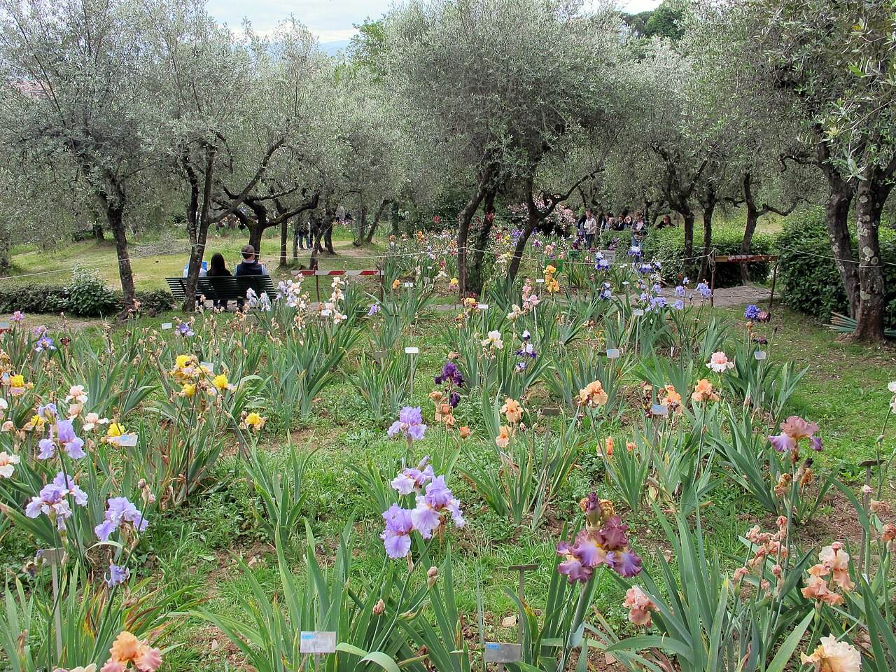 Le aiuole di iris fra gli ulivi del Giardino dell'Iris